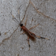 Unverified Parasitic wasp (numerous families) at Higgins, ACT - 16 Nov 2023 by AlisonMilton