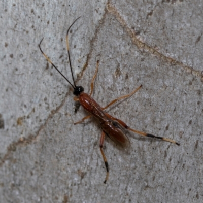 Unidentified Parasitic wasp (numerous families) at Higgins Woodland - 16 Nov 2023 by AlisonMilton