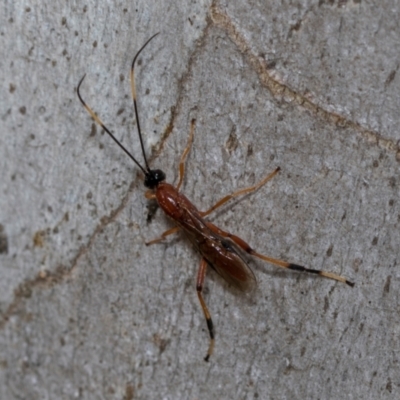 Unverified Parasitic wasp (numerous families) at Higgins, ACT - 16 Nov 2023 by AlisonMilton