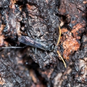 Fabriogenia sp. (genus) at Higgins Woodland - 16 Nov 2023