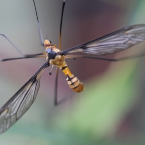 Leptotarsus (Leptotarsus) clavatus at QPRC LGA - suppressed