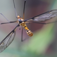 Leptotarsus (Leptotarsus) clavatus (A crane fly) at Mongarlowe River - 13 Jan 2024 by LisaH