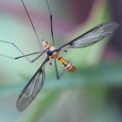 Leptotarsus (Leptotarsus) clavatus at QPRC LGA - suppressed