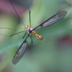 Leptotarsus (Leptotarsus) clavatus at QPRC LGA - suppressed