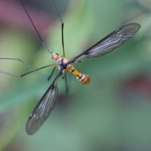 Leptotarsus (Leptotarsus) clavatus at QPRC LGA - suppressed