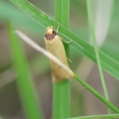 Oecophoridae provisional species 6 at Mongarlowe River - 13 Jan 2024 by LisaH