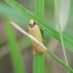 Oecophoridae provisional species 6 at suppressed - suppressed