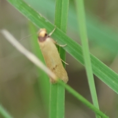 Oecophoridae provisional species 6 at suppressed - suppressed