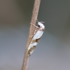 Eulechria triferella (A Concealer moth (Eulechria group)) by LisaH