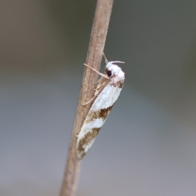 Eulechria triferella (A Concealer moth (Eulechria group)) at QPRC LGA - 13 Jan 2024 by LisaH