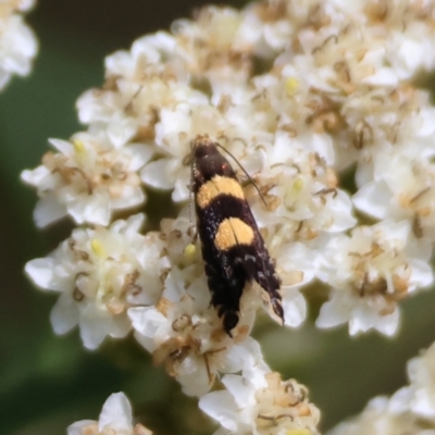 Glyphipterix chrysoplanetis (A Sedge Moth) at Mongarlowe, NSW - 12 Jan 2024 by LisaH