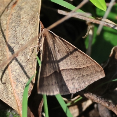 Epidesmia hypenaria (Long-nosed Epidesmia) at Mongarlowe, NSW - 12 Jan 2024 by LisaH