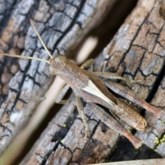 Rhitzala modesta (Short winged heath grasshopper) at Mongarlowe River - 12 Jan 2024 by LisaH