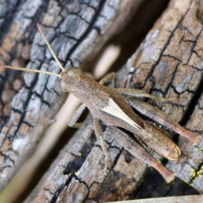 Rhitzala modesta (Short winged heath grasshopper) at QPRC LGA - 13 Jan 2024 by LisaH