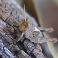 Rhitzala modesta at QPRC LGA - suppressed