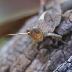 Rhitzala modesta at QPRC LGA - suppressed