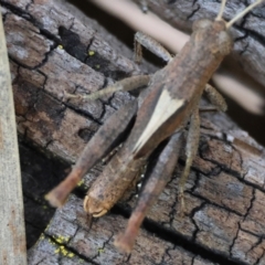 Rhitzala modesta at QPRC LGA - suppressed