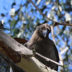 Strepera versicolor (Grey Currawong) at Mongarlowe River - 12 Jan 2024 by LisaH