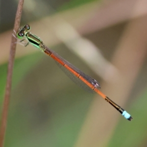 Ischnura aurora at QPRC LGA - suppressed