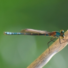 Austrolestes cingulatus (Metallic Ringtail) at Mongarlowe River - 13 Jan 2024 by LisaH