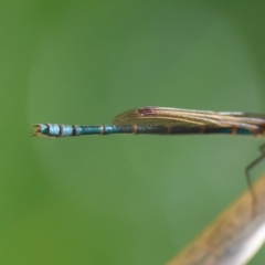 Austrolestes cingulatus at QPRC LGA - 13 Jan 2024