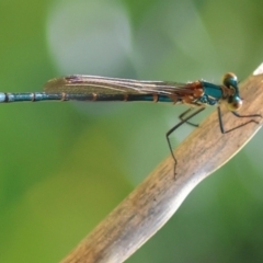 Austrolestes cingulatus at QPRC LGA - suppressed