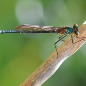 Austrolestes cingulatus at QPRC LGA - 13 Jan 2024