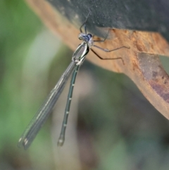 Austroargiolestes icteromelas (Common Flatwing) at Mongarlowe River - 12 Jan 2024 by LisaH