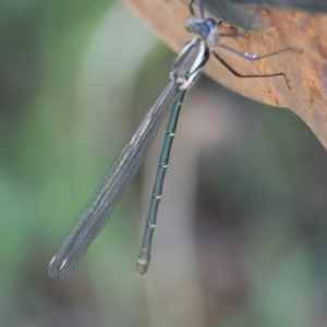 Austroargiolestes icteromelas at QPRC LGA - suppressed