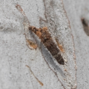 Psychidae (family) IMMATURE at Higgins Woodland - 16 Nov 2023