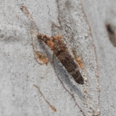 Psychidae (family) IMMATURE (Unidentified case moth or bagworm) at Higgins Woodland - 16 Nov 2023 by AlisonMilton