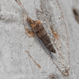 Psychidae (family) IMMATURE at Higgins Woodland - 16 Nov 2023