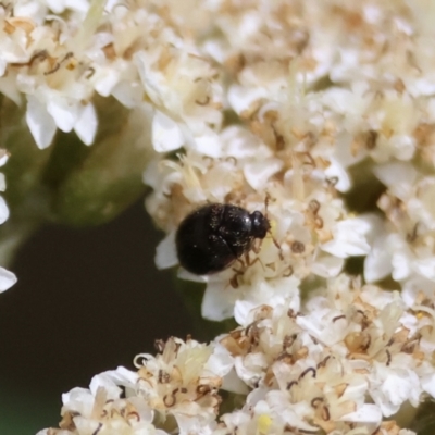 Dermestidae sp. (family) (Dermestid, carpet or hide beetles) at QPRC LGA - 13 Jan 2024 by LisaH