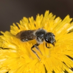 Lasioglossum (Chilalictus) lanarium (Halictid bee) at Higgins Woodland - 16 Nov 2023 by AlisonMilton