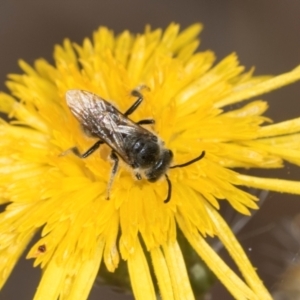 Lasioglossum (Chilalictus) lanarium at Higgins Woodland - 16 Nov 2023