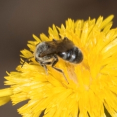 Lasioglossum (Chilalictus) lanarium at Higgins Woodland - 16 Nov 2023