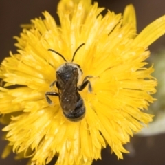 Lasioglossum (Chilalictus) lanarium at Higgins Woodland - 16 Nov 2023