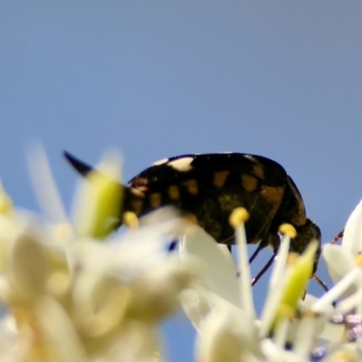 Hoshihananomia leucosticta (Pintail or Tumbling flower beetle) at QPRC LGA - 13 Jan 2024 by LisaH