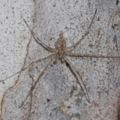 Tamopsis eucalypti (A two-tailed spider) at Higgins Woodland - 16 Nov 2023 by AlisonMilton