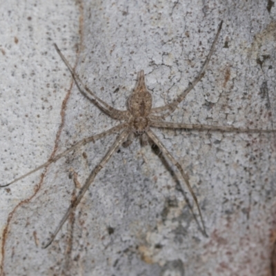 Tamopsis eucalypti (A two-tailed spider) at Higgins, ACT - 16 Nov 2023 by AlisonMilton