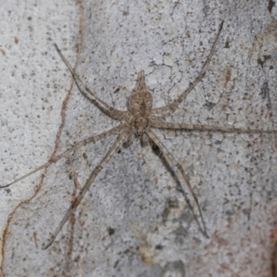 Tamopsis eucalypti (A two-tailed spider) at Higgins Woodland - 16 Nov 2023 by AlisonMilton