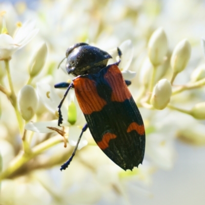 Castiarina pulchripes (Jewel beetle) at QPRC LGA - 13 Jan 2024 by LisaH