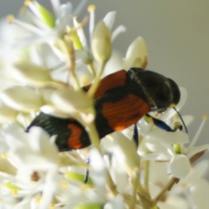 Castiarina pulchripes at QPRC LGA - 13 Jan 2024