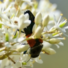 Castiarina pulchripes at QPRC LGA - suppressed