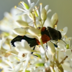 Castiarina pulchripes at QPRC LGA - suppressed