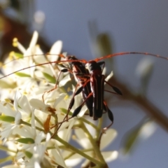 Amphirhoe decora (Decora Longicorn Beetle) at Mongarlowe, NSW - 13 Jan 2024 by LisaH