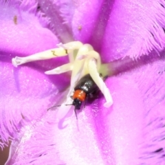 Galerucini sp. (tribe) (A galerucine leaf beetle) at Mongarlowe, NSW - 13 Jan 2024 by LisaH
