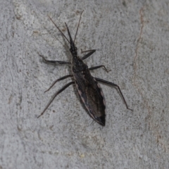 Piestolestes obscurus (Assassin bug) at Higgins, ACT - 16 Nov 2023 by AlisonMilton