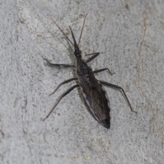 Piestolestes obscurus at Higgins Woodland - 16 Nov 2023