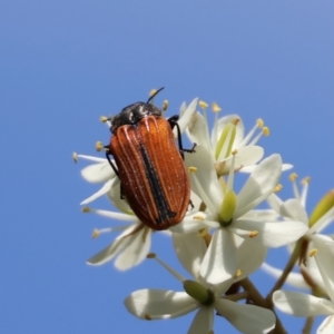 Castiarina erythroptera at QPRC LGA - 13 Jan 2024